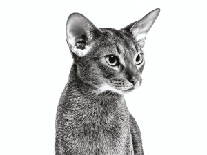 bc13h-hub-abyssinian-adult-black-and-white