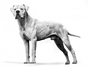 bd179h-hub-dogo-argentino-adult-black-and-white