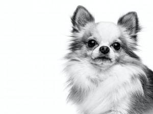 bd6h-hub-chihuahua-adult-black-and-white