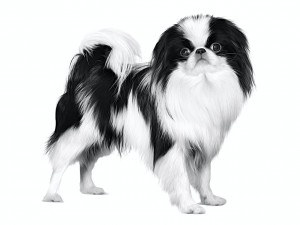 bd79h-hub-japanese-chin-black-and-white